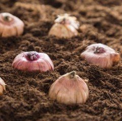 Mix Gladiolus Swan Karışık Glayör Çiçeği Soğanı (4 adet)