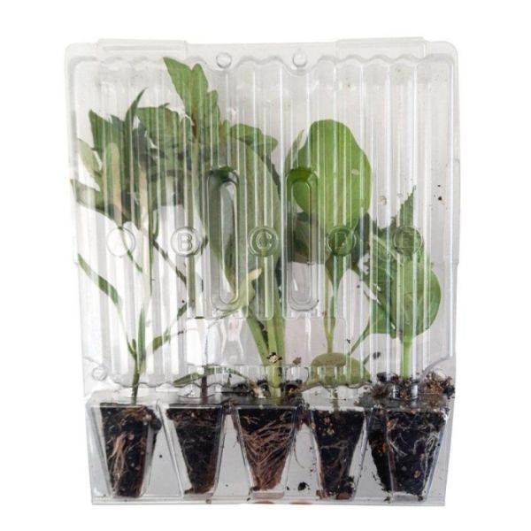 l Ata Tohumları Kamber Domates Biber Fidesi (5 adet)