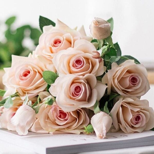 Tüplü Soğuğa Dayanıklı Yediveren Cream White Krem Beyazı Kokulu Gül Fidanı