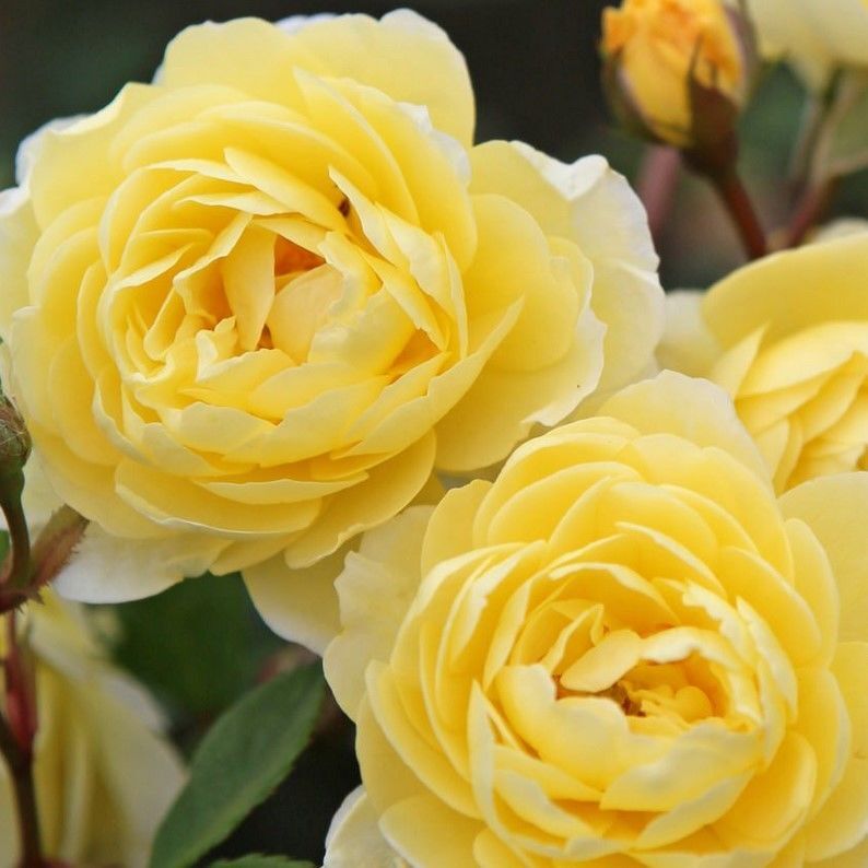 Tüplü Aşılı Yediveren Katmerli Lemon Fc Çok Goncalı Masal Gülü Fidanı