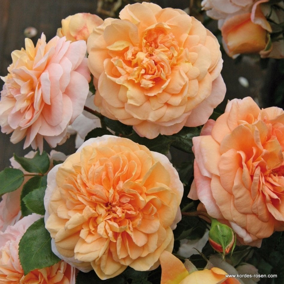 Tüplü Sangerhauser Kayısı Renkli Gül Fidanı