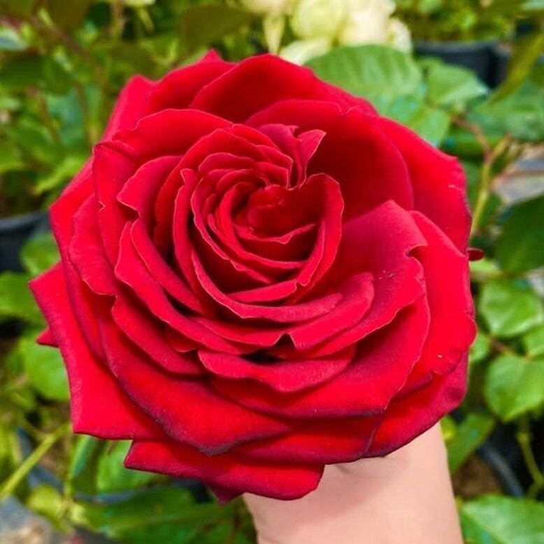 Tüplü İri Goncalı Soğukklara Dayanıklı Kokulu Venüs Yediveren Gül Fidanı