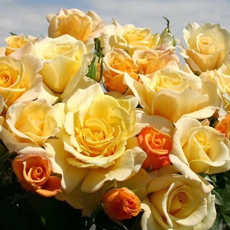 Yediveren Tüplü Soğuğa Dayanıklı Sunny Nostalji Gül Fidanı