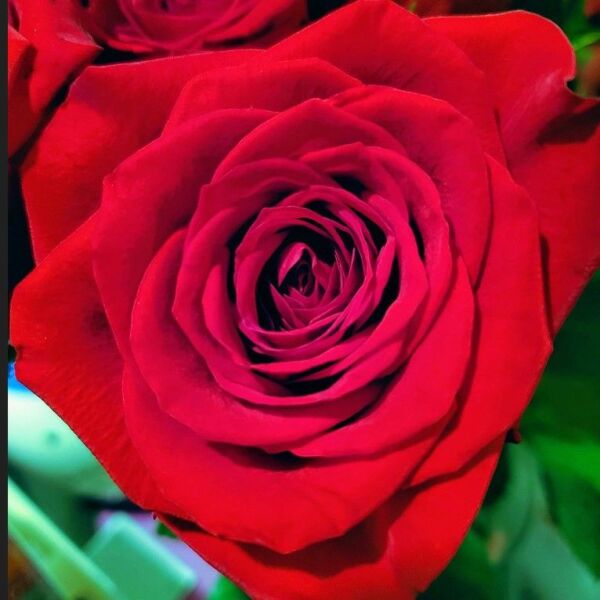 Yediveren Tüplü Schakira Soğuğa Dayanıklı Gül Fidanı