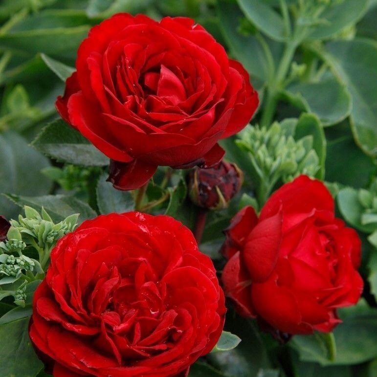 Tüplü Soğuğa Dayanıklı İri Goncalı Katmerli Felicia Yediveren Gül Fidanı