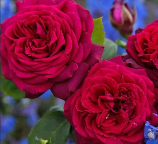 Tüplü Soğuğa Dayanıklı İri Goncalı Katmerli Carmine Yediveren Gül Fidanı