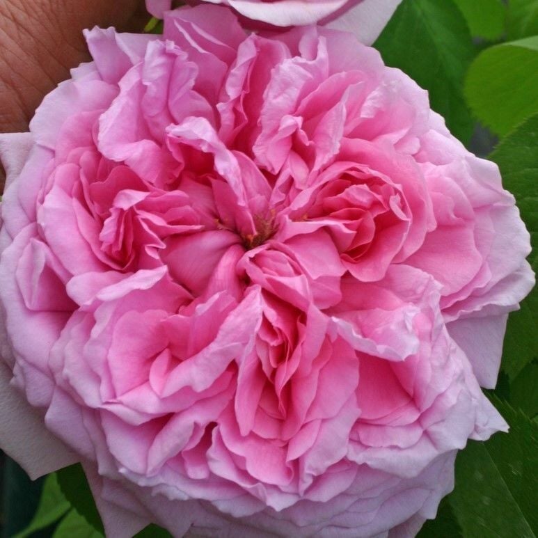 Tüplü Soğuğa Dayanıklı İri Goncalı Pembe Canina Yediveren Gül Fidanı