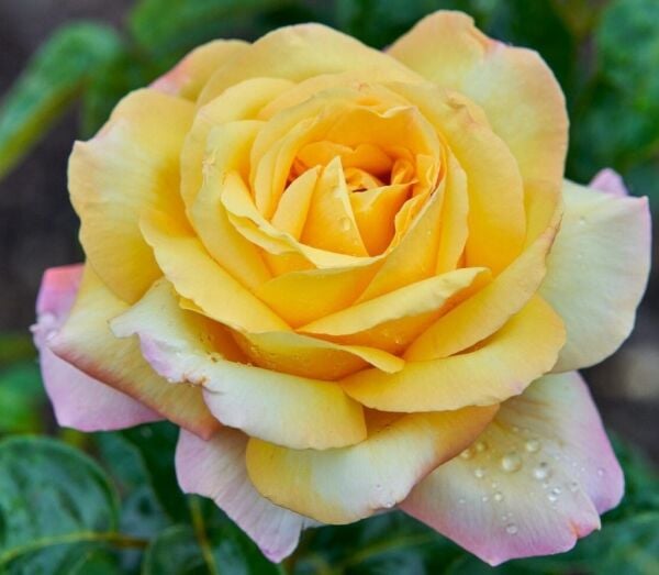 Yediveren Tüplü Kokulu Soğuğa Dayanıklı Amazon Yediveren Gül Fidanı