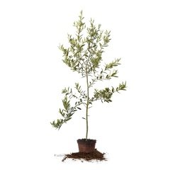Tüplü Tam Bodur Saksılık Arbequina Zeytin Fidanı
