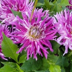 Güzel Kokulu Jil Dahlia Yıldız Çiçeği Yumrusu (1 adet)