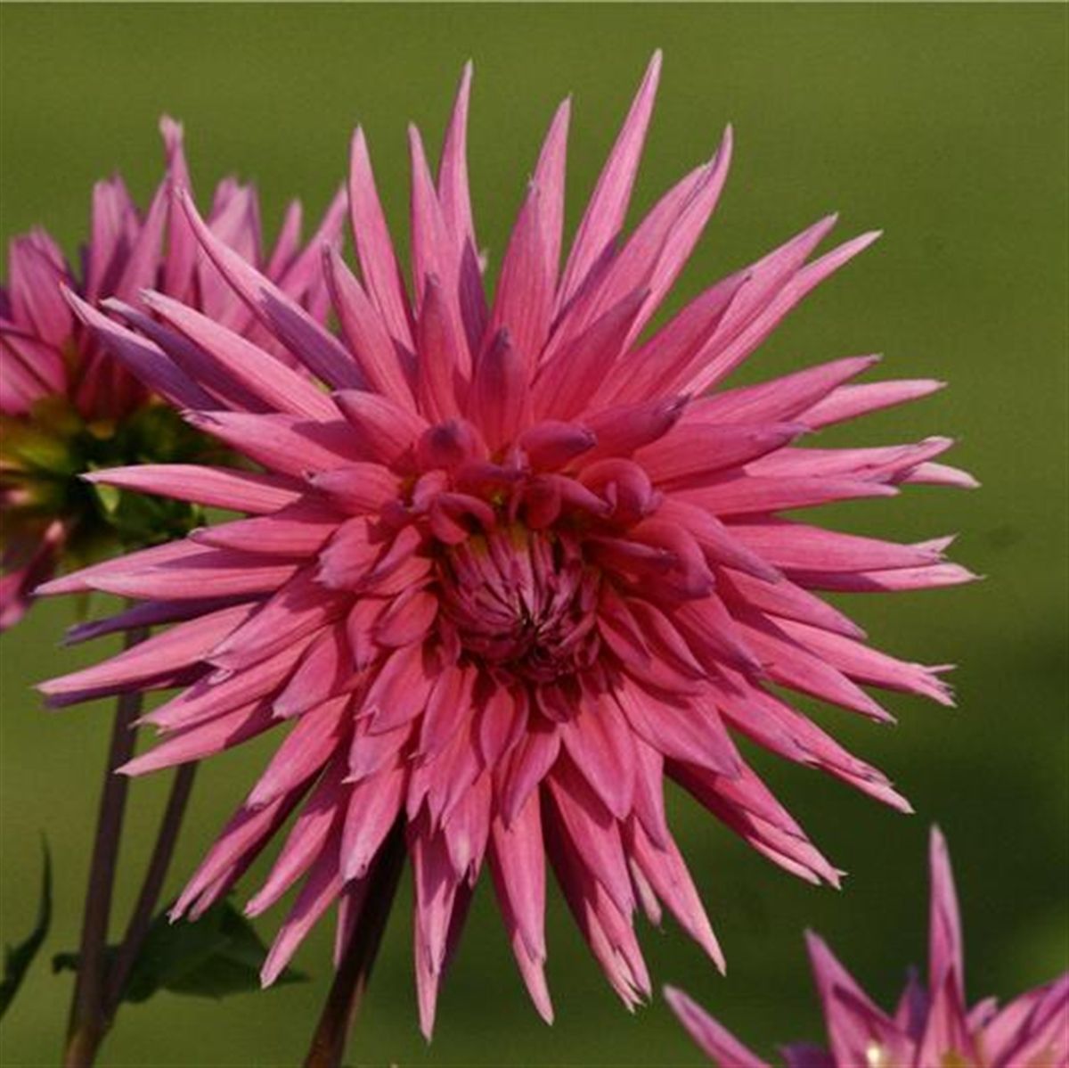 Purple Çiçekli Galaxie Dahlia Yıldız Çiçeği Yumrusu (1 adet )