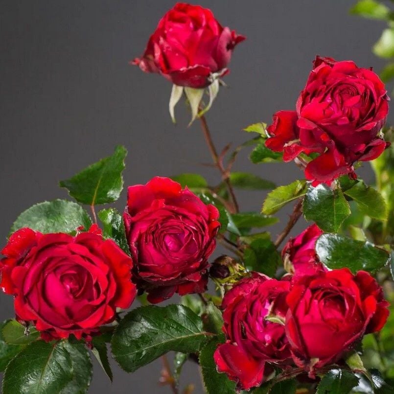 Yediveren Tüplü Kokulu Soğuğa Dayanıklı Traumfrau Yediveren Gül Fidanı