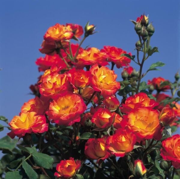 Tüplü Soğuğa Dayanıklı Taifun Yediveren Alman Gül Fidanı