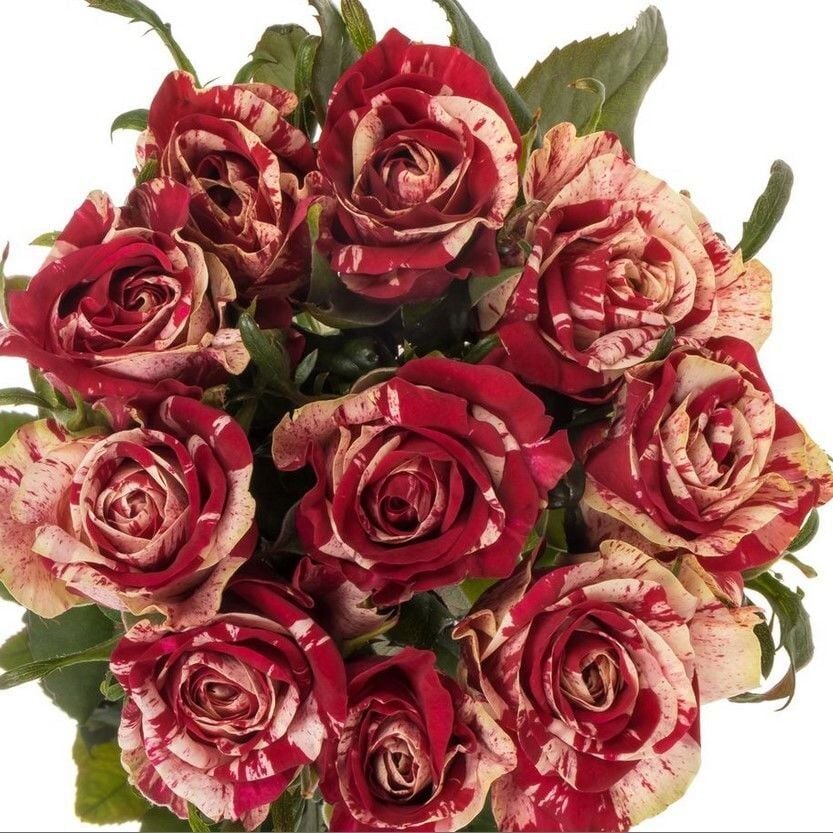 Yediveren Tüplü Çift Renkli Bordo Harlequin Yediveren Soğuğa Dayanıklı Gül Fidanı