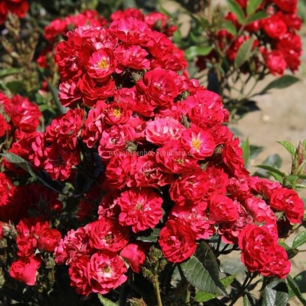 Tüplü Yer Örtücü Soğuğa Dayanıklı Zwergkönig Yediveren Gül Fidanı