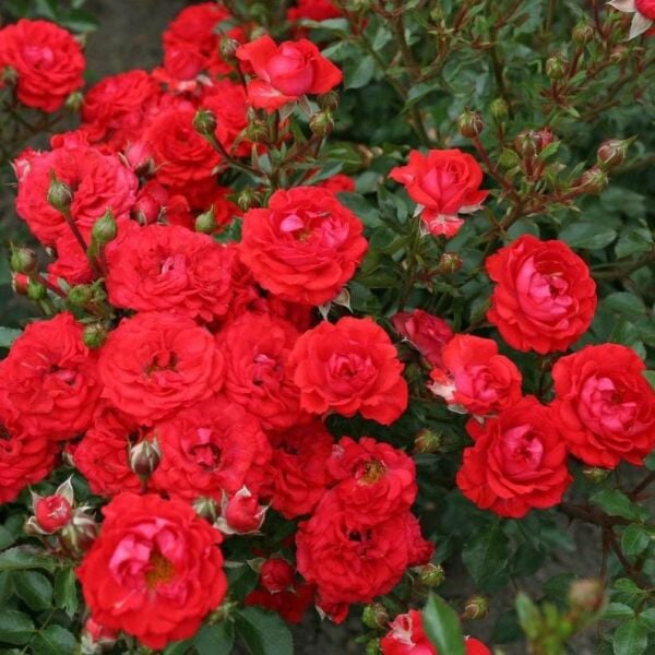 Tüplü Yer Örtücü Soğukklara Dayanıklı Zwergenfee Yediveren Gül Fidanı