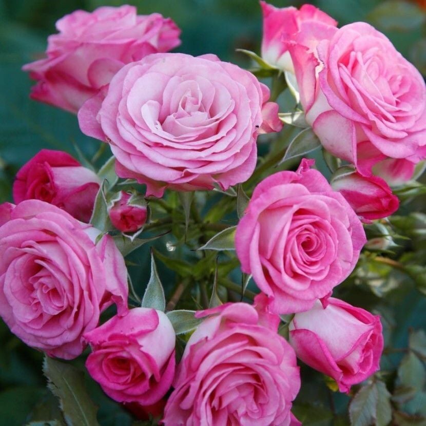 Tüplü Katmerli Kokulu Kordes Rosen Xenia Yediveren Soğuğa Dayanıklı Gül Fidanı