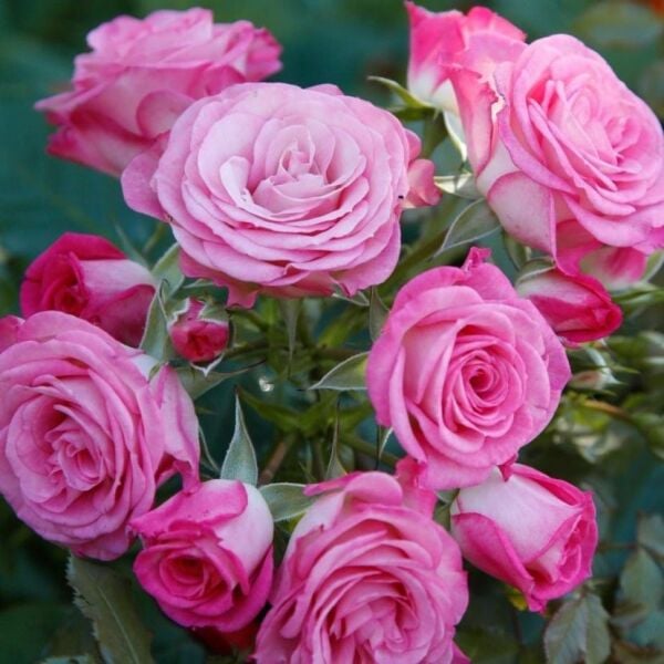 Tüplü Katmerli Kokulu Kordes Rosen Xenia Yediveren Soğuğa Dayanıklı Gül Fidanı