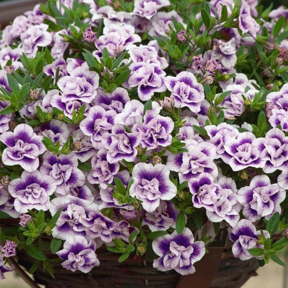 Calita Katmerli Double Blue Bicolor Milyonlar Çanı Calibrochoa Çiçeği Fidesi (10 adet)