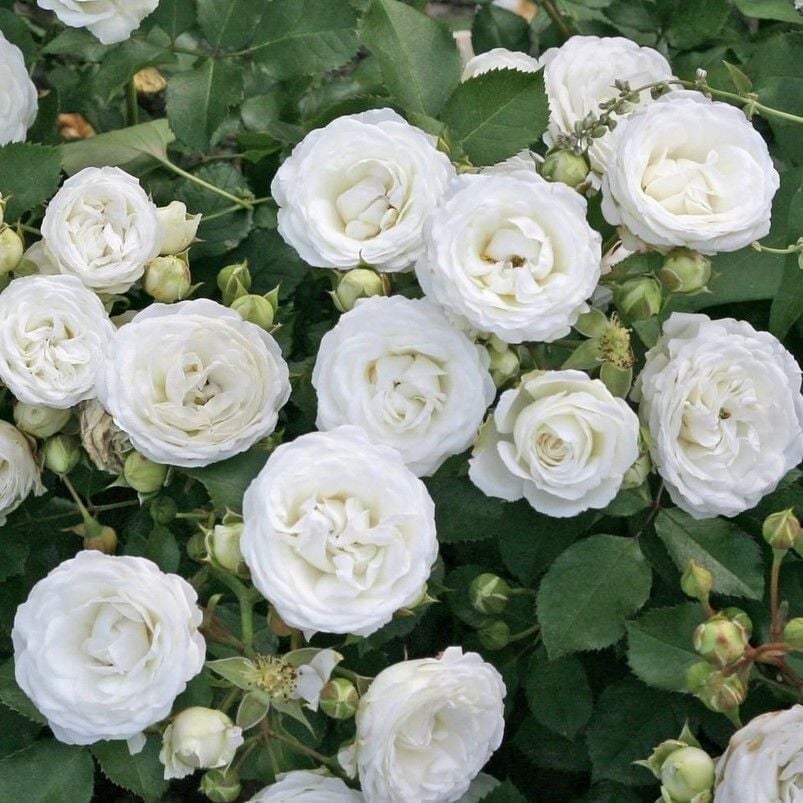 Tüplü Yer Örütücü Soğuğa Dayanıklı Schneeküsschen Mannheim Yediveren Gül Fidanı