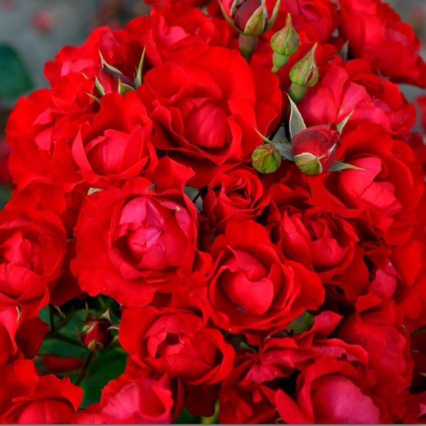 Tüplü Kokulu Yer Örütücü Soğuğa Dayanıklı Schloss Mannheim Yediveren Gül Fidanı