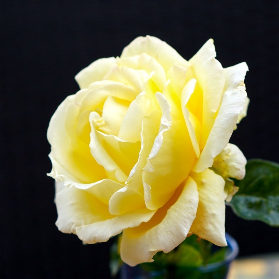 Tüplü Sunny Açık Sarı Yediveren Gül Fidanı