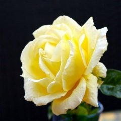 Tüplü Sunny Açık Sarı Yediveren Gül Fidanı