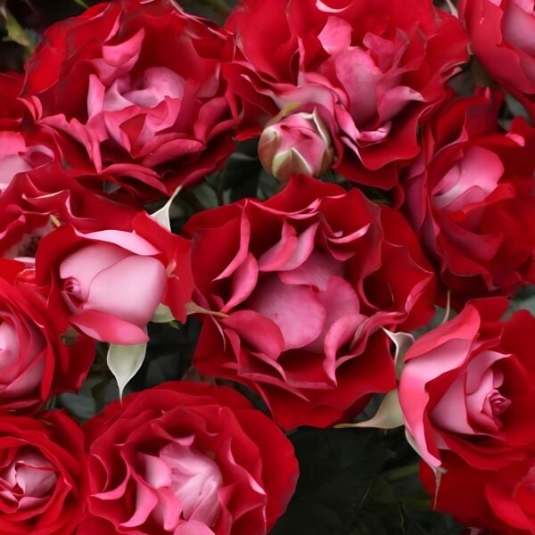 Tüplü Çok Goncalı Özel Rose Der Einheit Yediveren Gül Fidanı