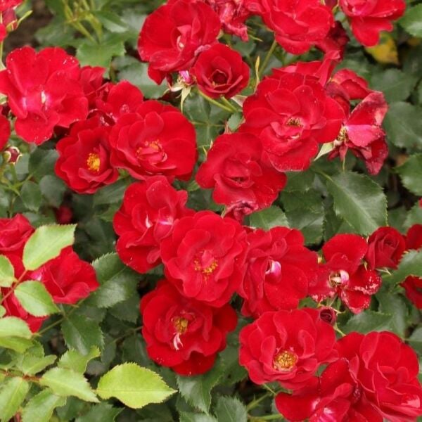 Menekşe Tipli Yediveren Tüplü Çok Goncalı Soğuğa Dayanıklı Marondo Gül Fidanı Yer Örtücü