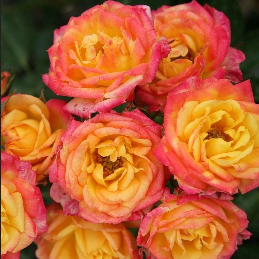 Yediveren Tüplü Çok Goncalı Soğuğa Dayanıklı Littel Sunset Gül Fidanı