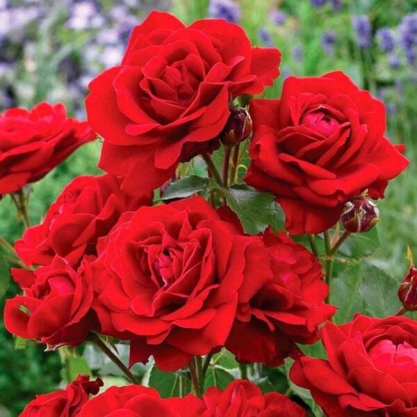 Tüplü Soğuğa Dayanıklı Kırmızı Jugendliebe Kokulu Yediveren Gül Fidanı