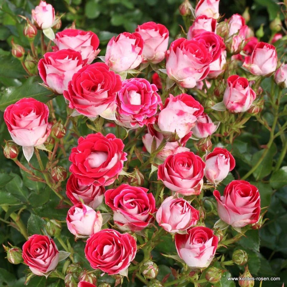 Tüplü Kırmızı-Krem Schone Koblen Zerin Gül Fidanı