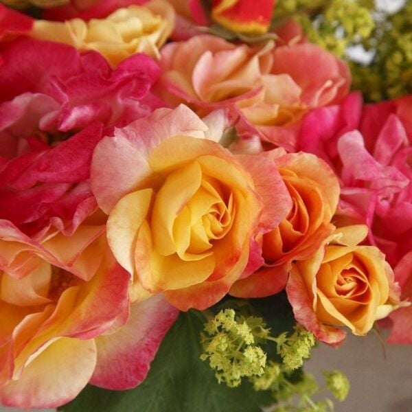 Tüplü Soğuğa Dayanıklı Çok Goncalı Firebird Yediveren Gül Fidanı