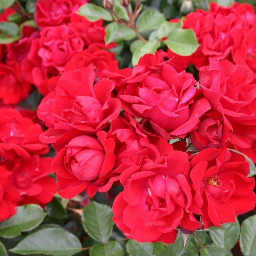 Tüplü Soğuğa Dayanıklı Çok Goncalı Andalusienn Yediveren Gül Fidanı