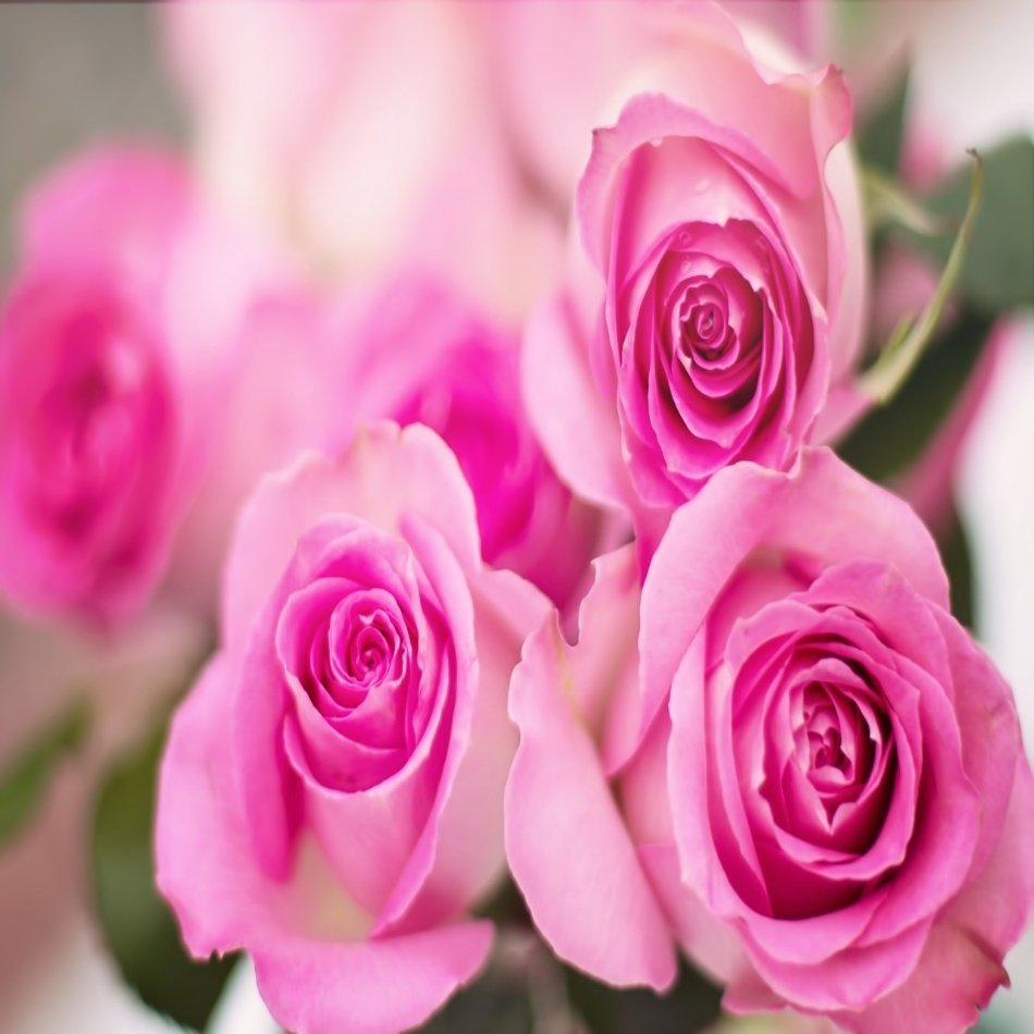 Tüplü Pembe Sweet Parole Gül Fidanı