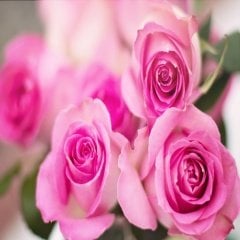 Tüplü Pembe Sweet Parole Gül Fidanı