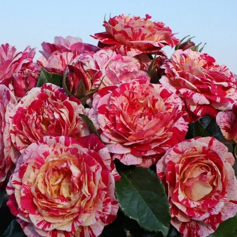 Tüplü Soğuğa Dayanıklı Abracadabra Çok Goncalı Yediveren Gül Fidanı