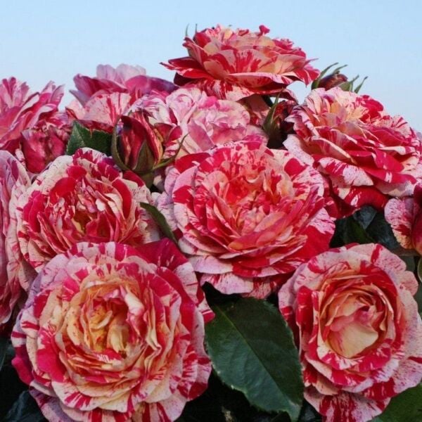 Tüplü Soğuğa Dayanıklı Abracadabra Çok Goncalı Yediveren Gül Fidanı