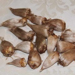 Karışık Katmerli Frezya Çiçeği Soğanı (5 adet)