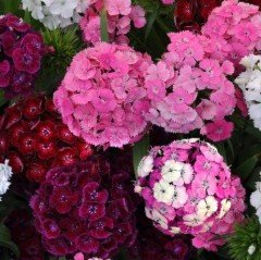 Karışık Yoğun Kokulu Katmerli Karanfil Çiçeği Fidesi (3 adet)