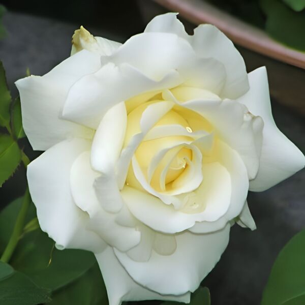 Yediveren Tüplü İri Goncalı Vivaldi Gül Fidanı