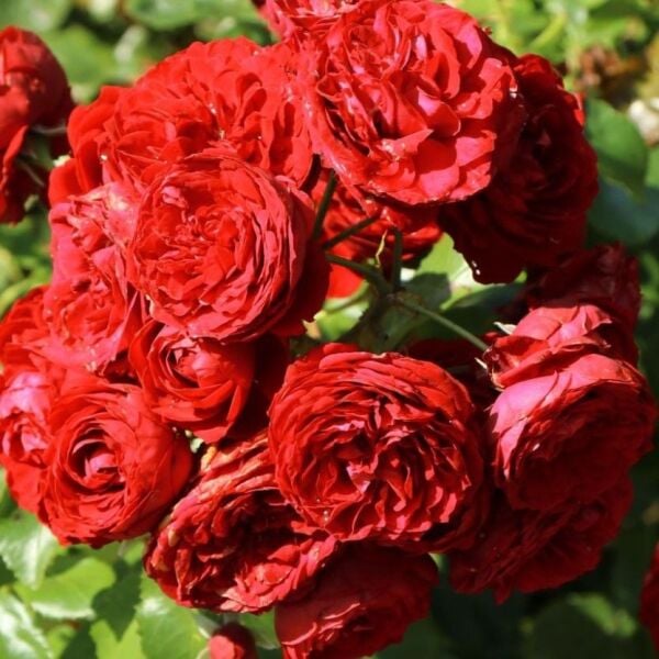 Tüplü Katmerli Kordes Rotkappchen Yediveren Kırmızı Gül Fidanı