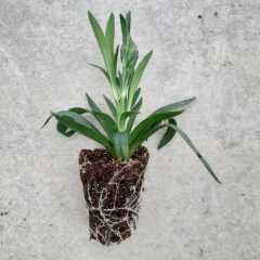 Pembe Yoğun Kokulu Katmerli Karanfil Çiçeği Fidesi (3 adet)