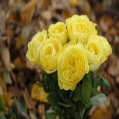 Katmerli Sarı Solero Gül Fidanı