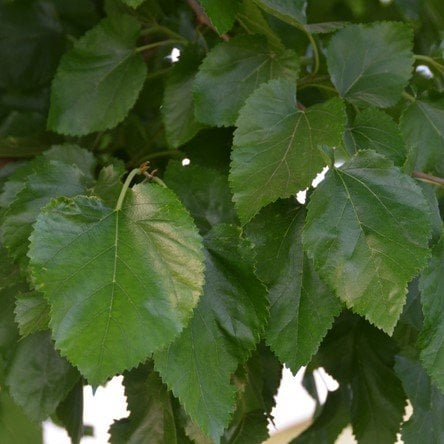 İri Yapraklı Sarmalık Meyve Vermeyen Erkek Dut Fidanı