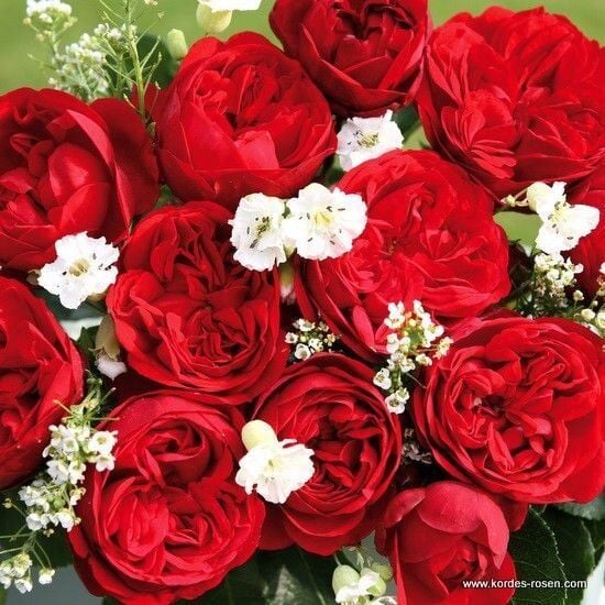 Tüplü Katmerli Out Of Rosenheim Yediveren Gül Fidanı