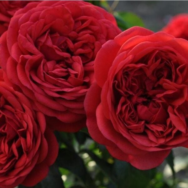 Tüplü Katmerli Out Of Rosenheim Yediveren Gül Fidanı