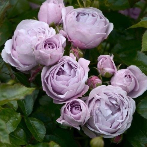 Tüplü Koleksiyonluk Hyrid Tea Nautica Yediveren Gül Fidanı