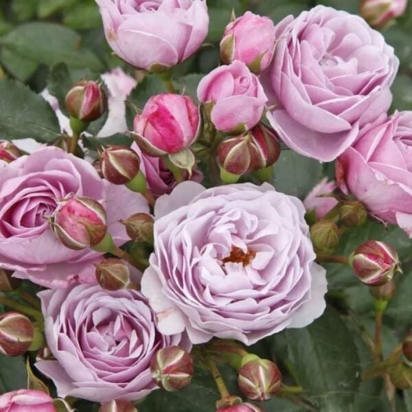 Tüplü Koleksiyonluk Hyrid Tea Nautica Yediveren Gül Fidanı