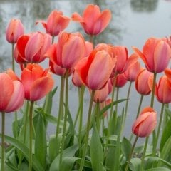 Apricot İmpression Lale Soğanı (5 Adet)